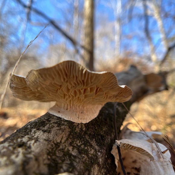 Meet your Posher, Tracy joy - Picture 1 of 1